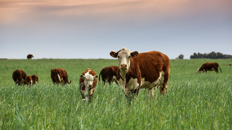 Grass-Fed Tallow