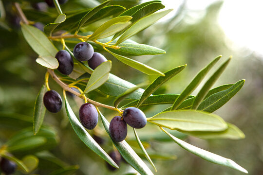 Organic Squalane Oil